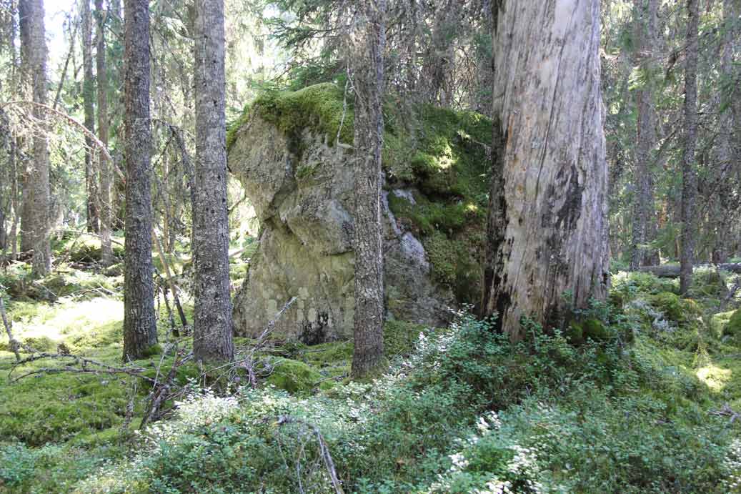 fänstjärnsskogen