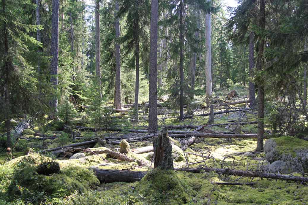 fänstjärnsskogen