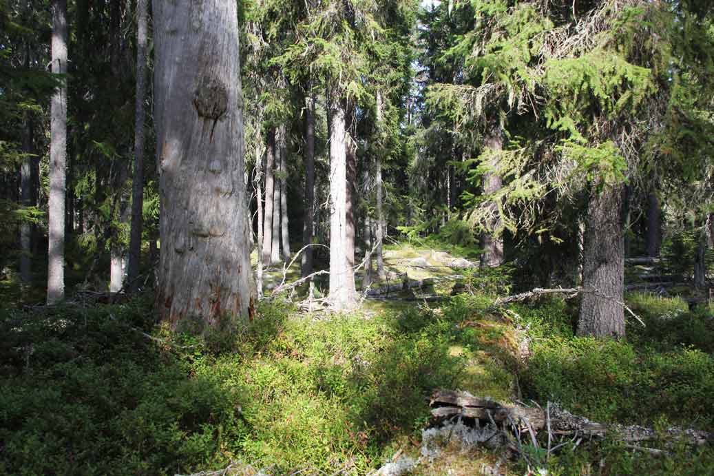 urskog