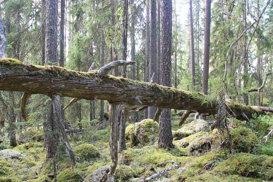 tallåga