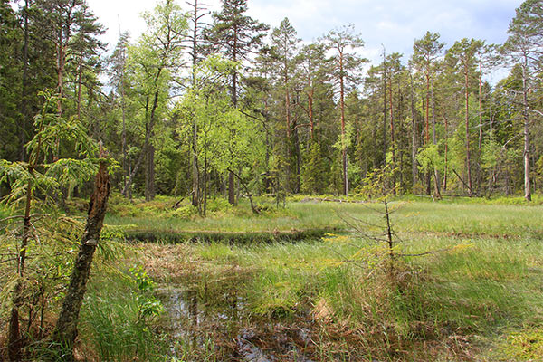 fermansbo urskog