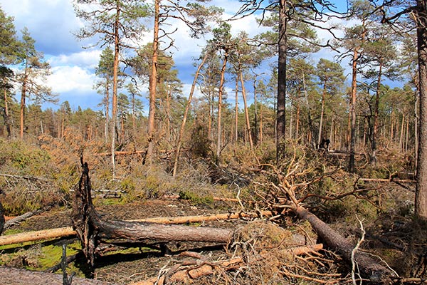 fermansbo urskog