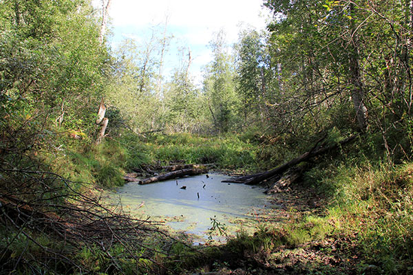 sumpskog