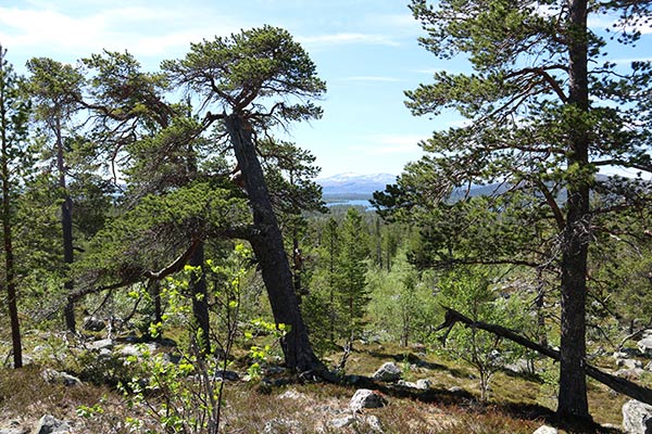 tallurskog