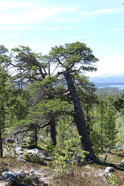 urskog