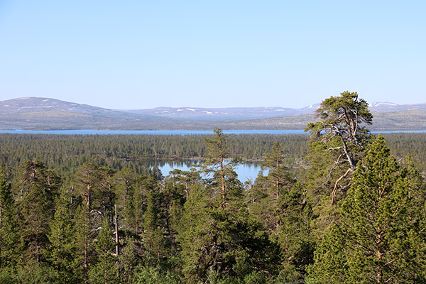 tallurskog