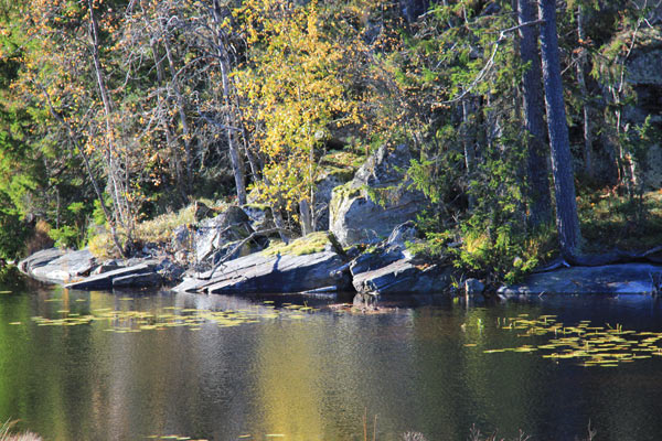 skogstjärn