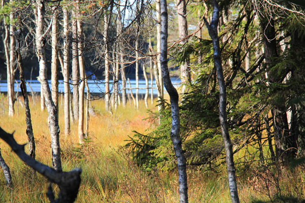 tresticklan nationalpark