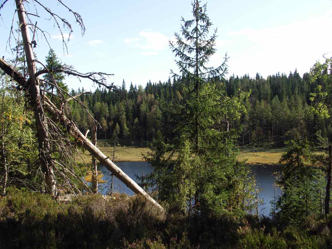 Naturskog vid Halvarstjärn Arvika