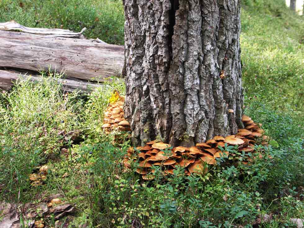 brandgula svampar naturskog Arvika