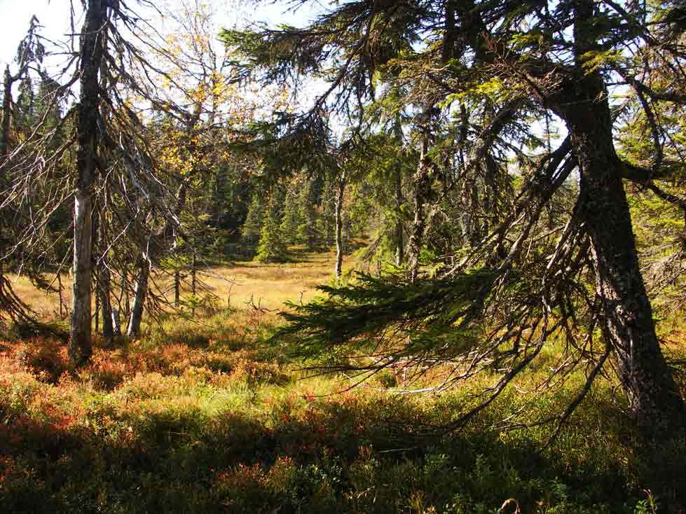 Naturskog Brånberget Naturreservat