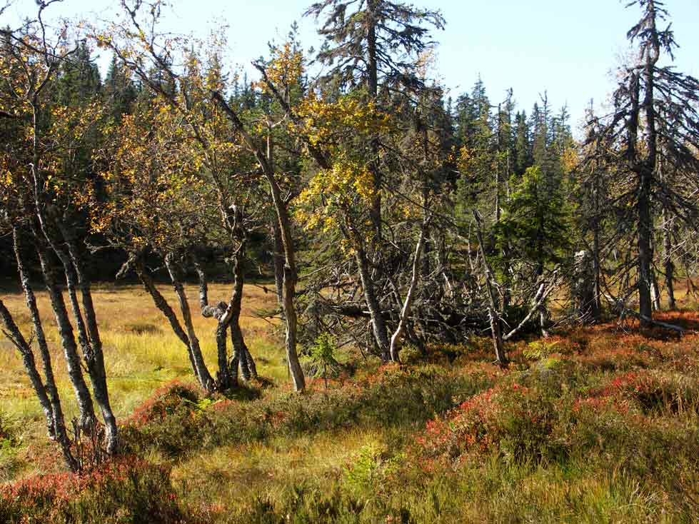 Vackra höstfärger Naturskog Brånberget Naturreservat