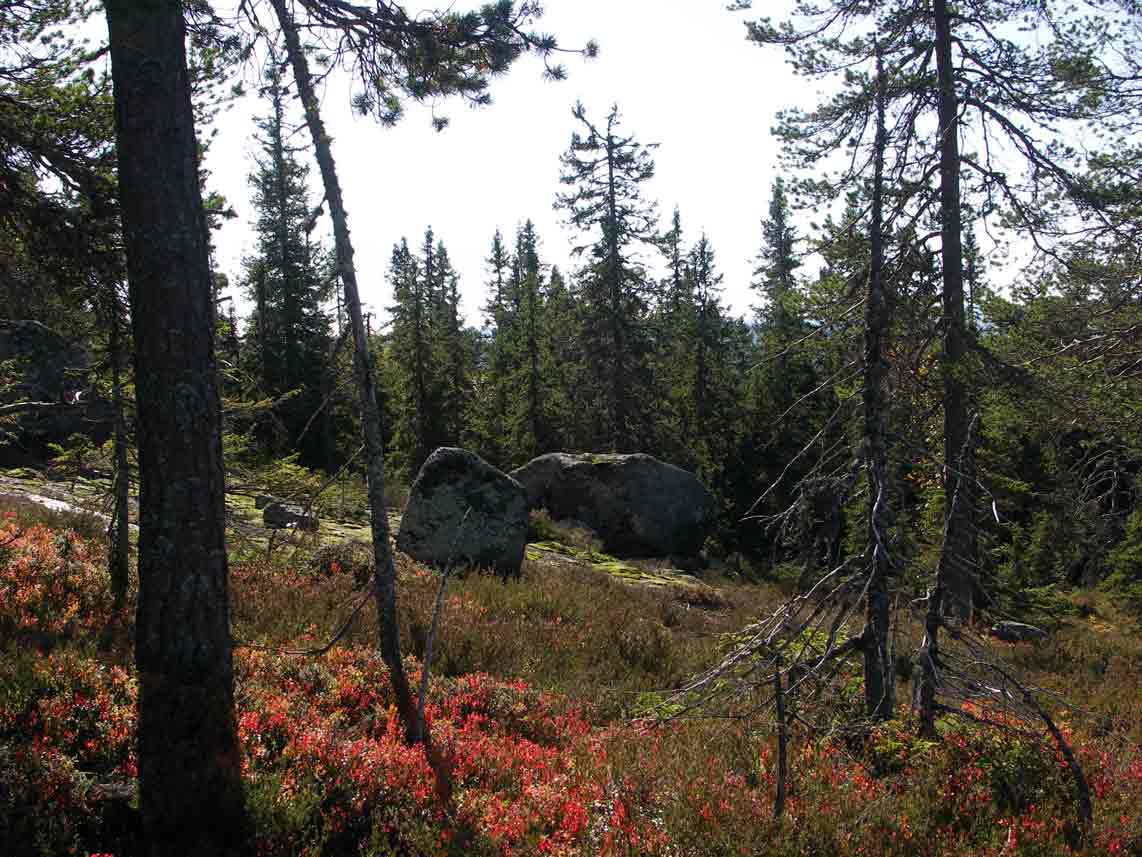 Brånberget Naturreservat