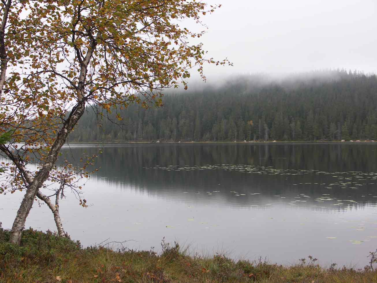 Dimhöljd skog Naturskog Brånberget Naturreservat 
