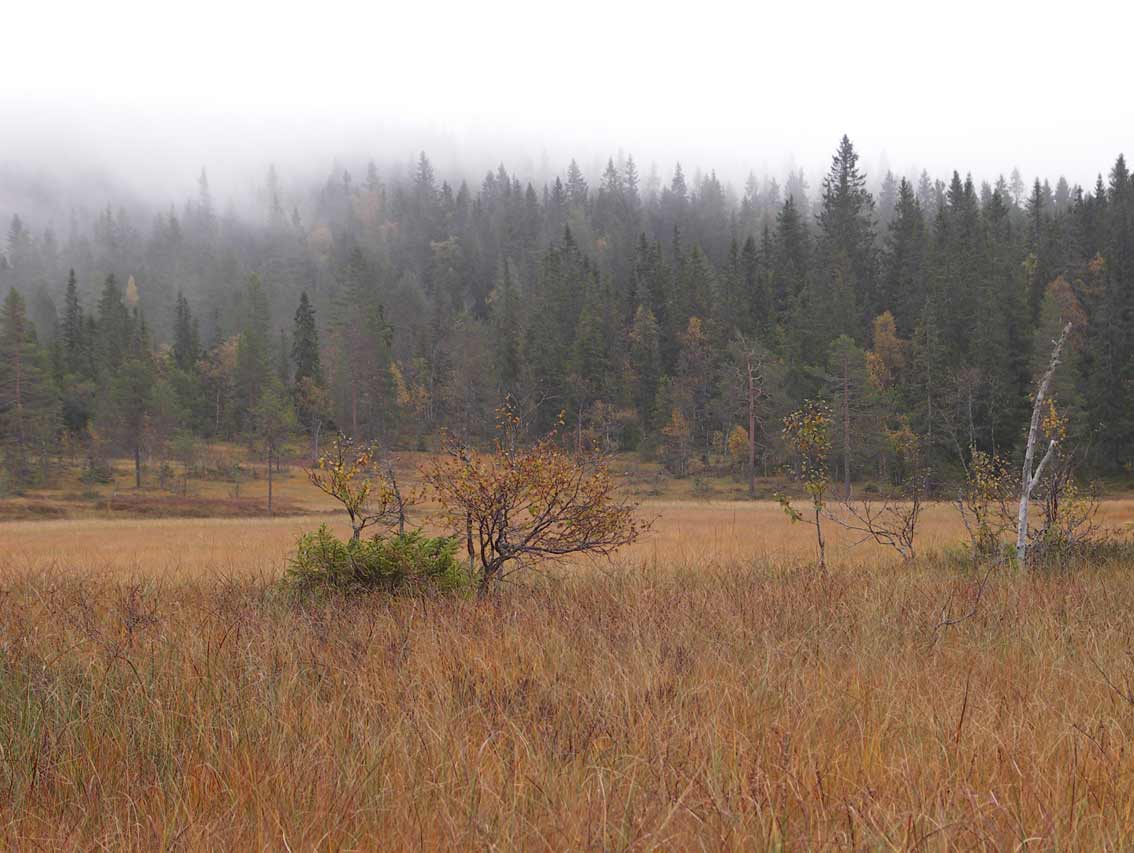 Naturskog Brånberget Naturreservat myr