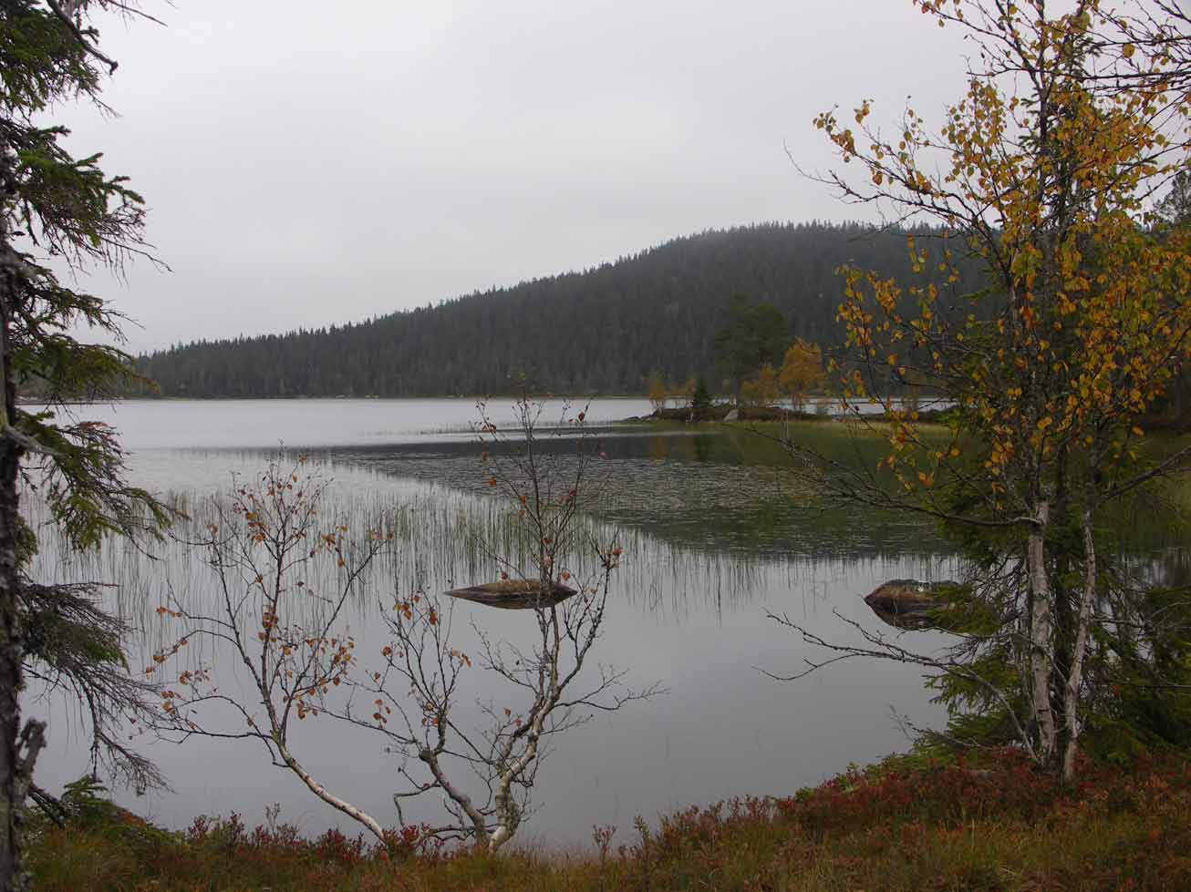 Naturskog Brånberget Naturreservat Havsjön