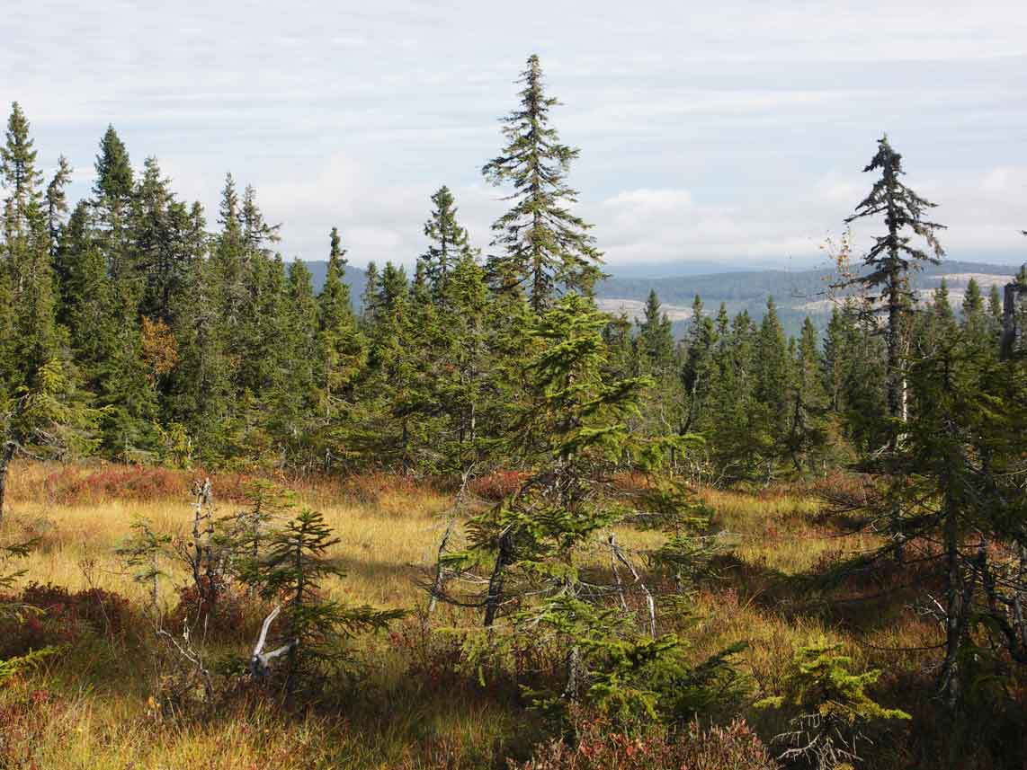 Västra Naturskog Brånberget Naturreservat