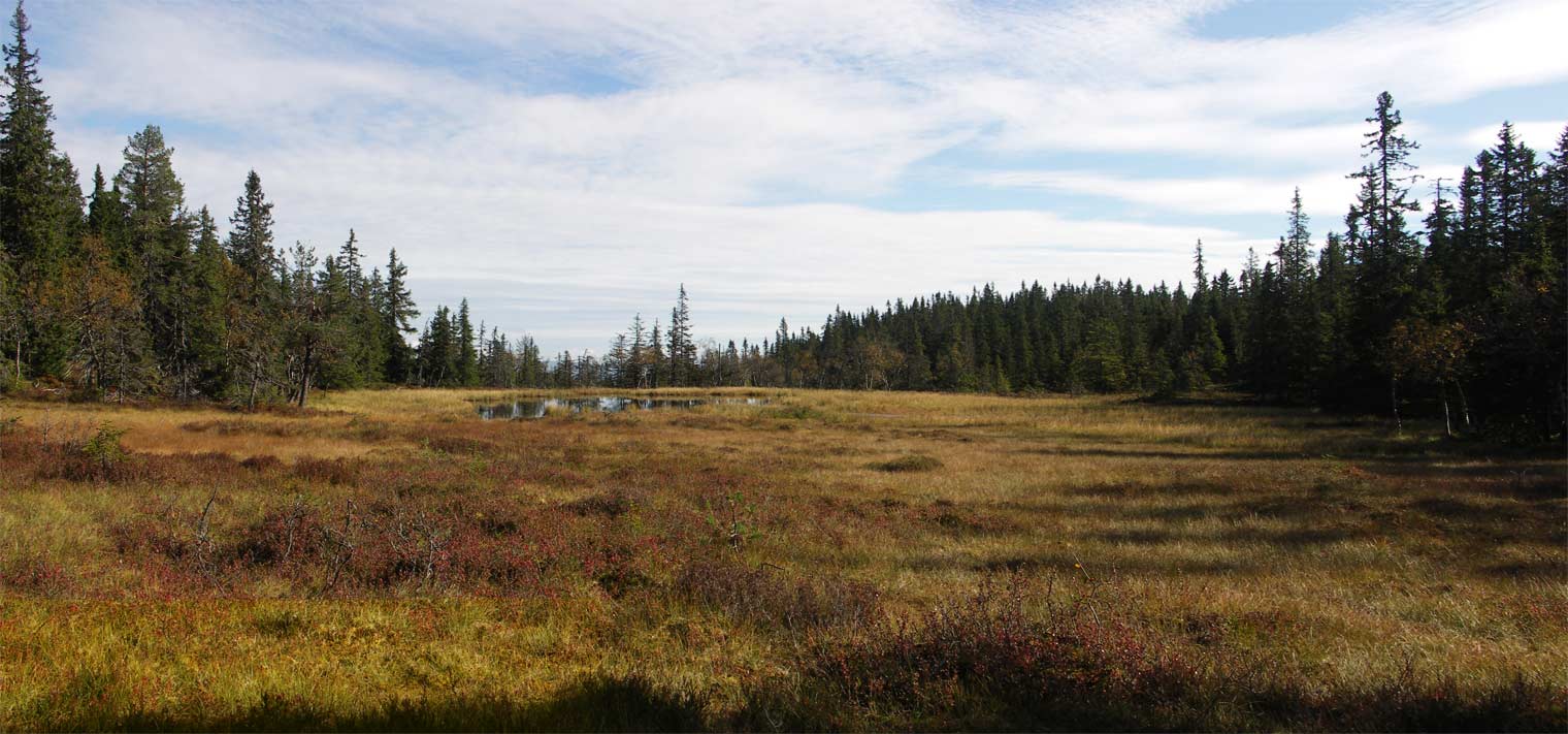 Panorama Myr Naturskog