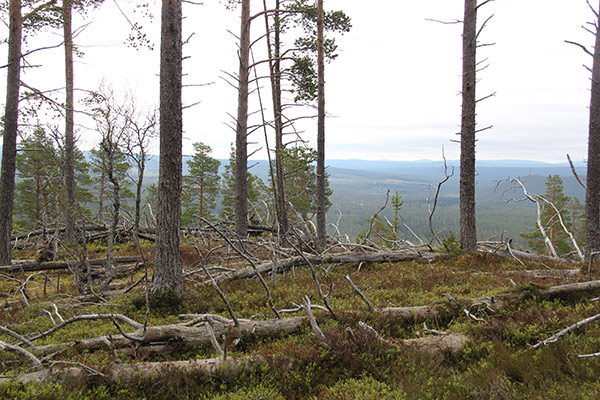 vindfälle