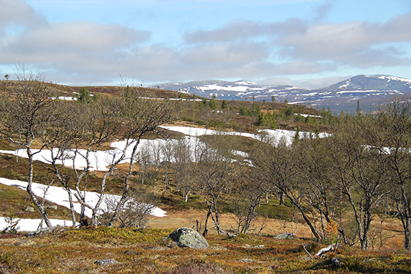 Gutulivola