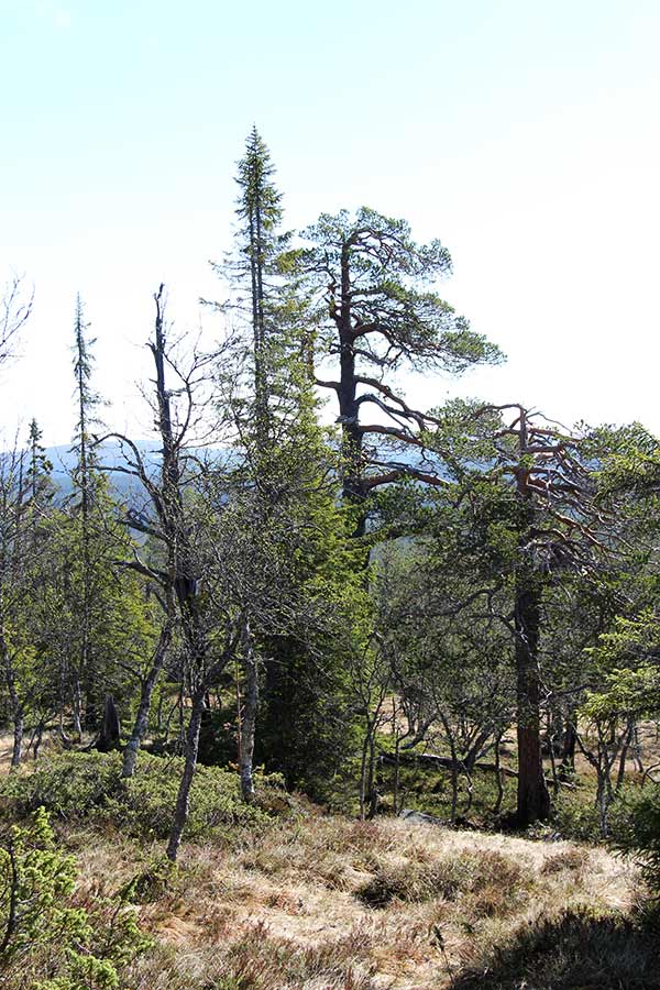 urskog