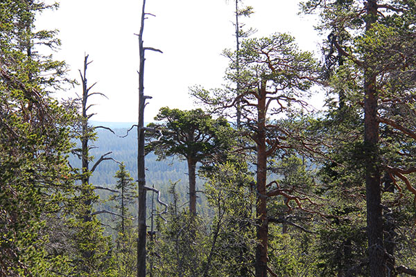 urskog