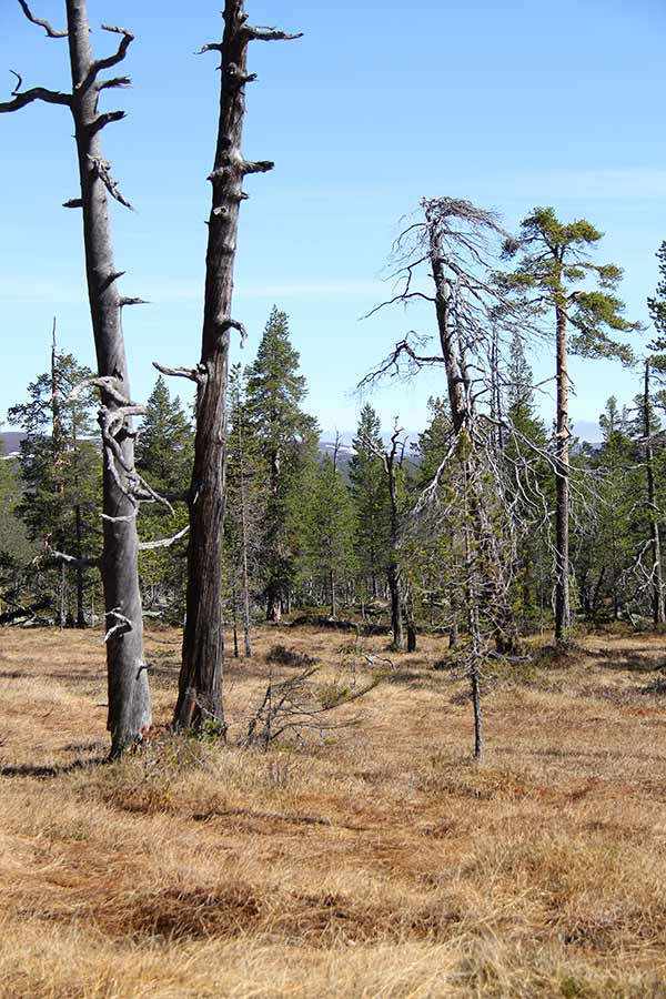 urskog