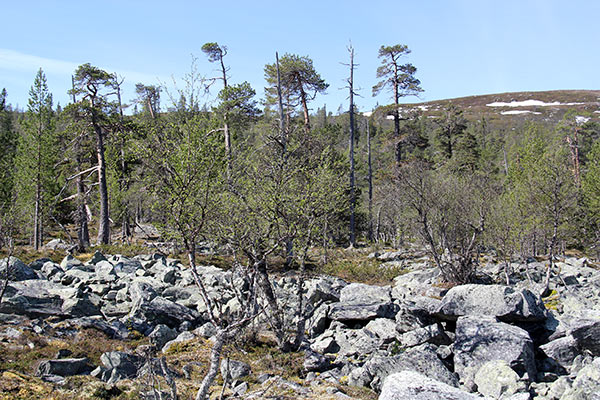 fjällurskog