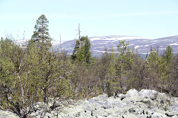 rogenmorän