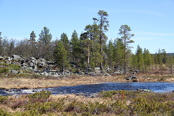 vårflod