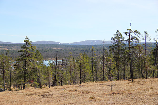 tallurskog