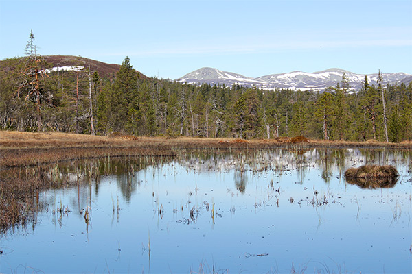 fjällurskog