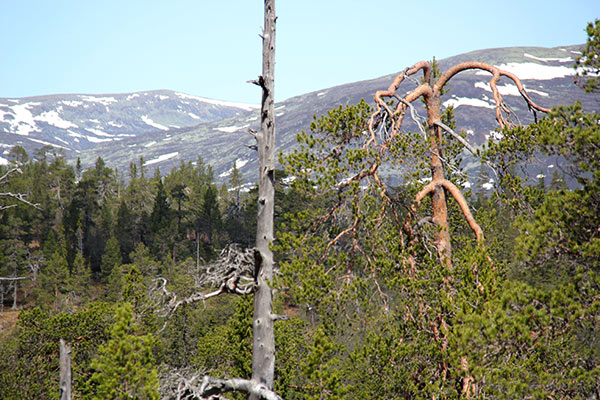 tallurskog