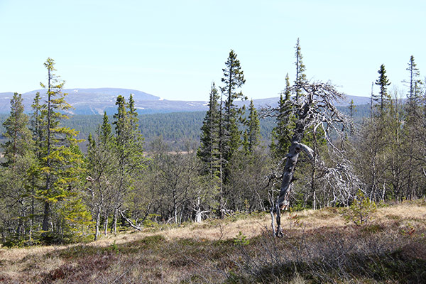 urskog
