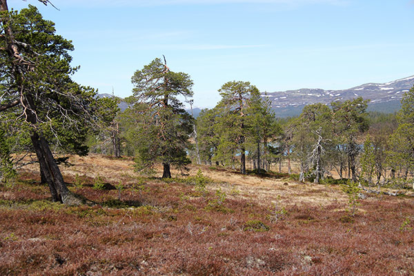 fjällskog