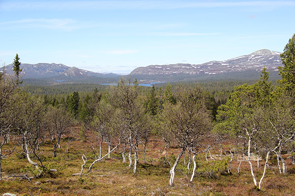 fjällbjörkskog