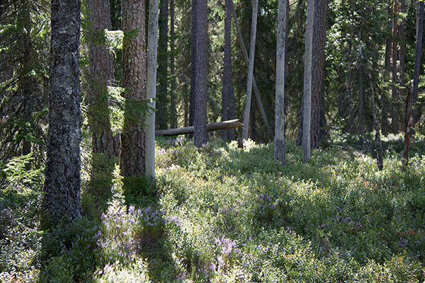 naturskog