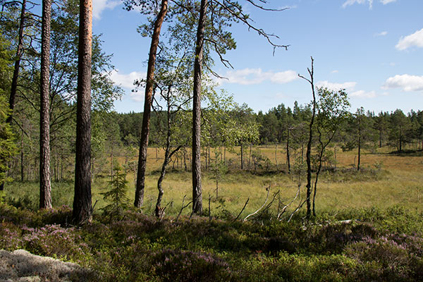 Hølvannet naturreservat