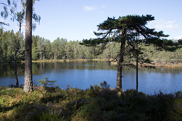 naturskog