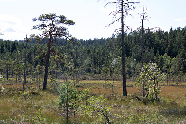 myrmosaik