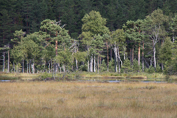 Hølvannet