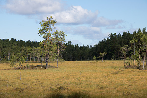 Hølvannet
