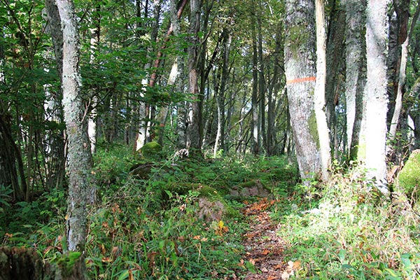 lövnaturskog