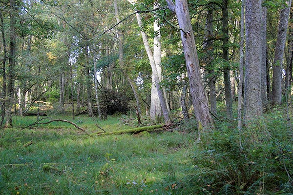 alsumpskog