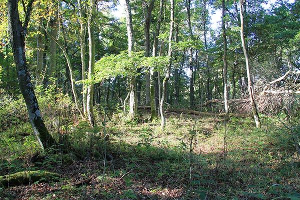 naturskog