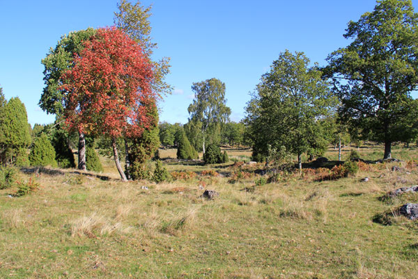 betesmark