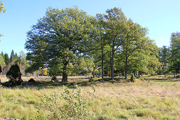 ekskog