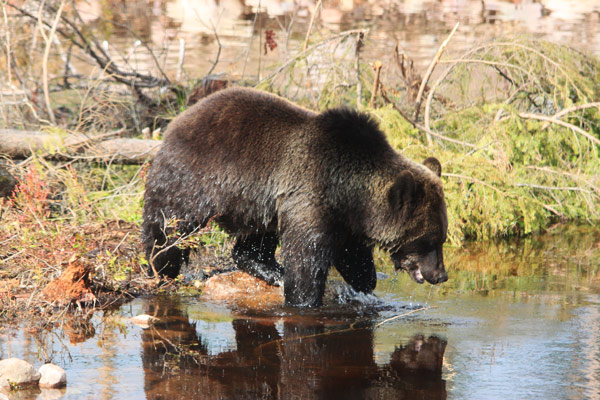 björn orsa björnpark