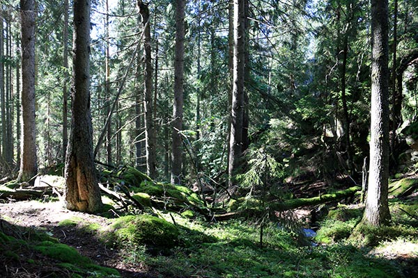 skarsdalen
