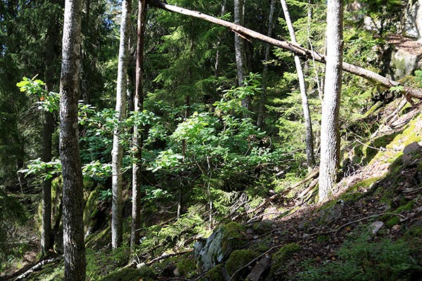 skarsdalsbergen